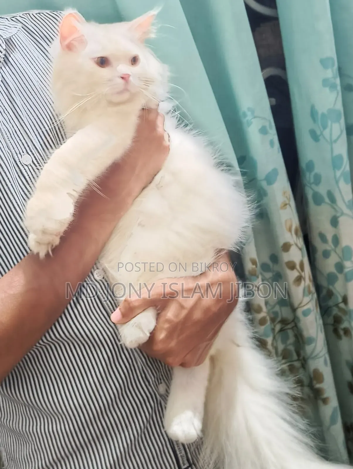 3-6 Months Male Purebred Persian