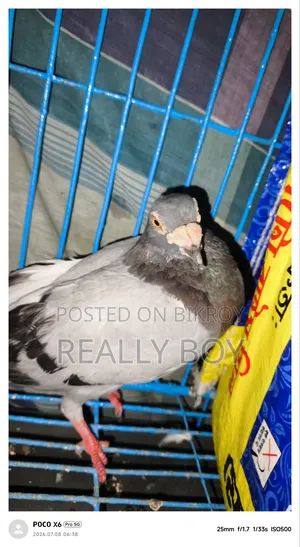 বিক্রি হবে ইংলিশ ড্রাগন কবুতর