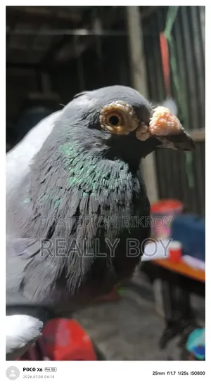 বিক্রি হবে ইংলিশ ড্রাগন কবুতর