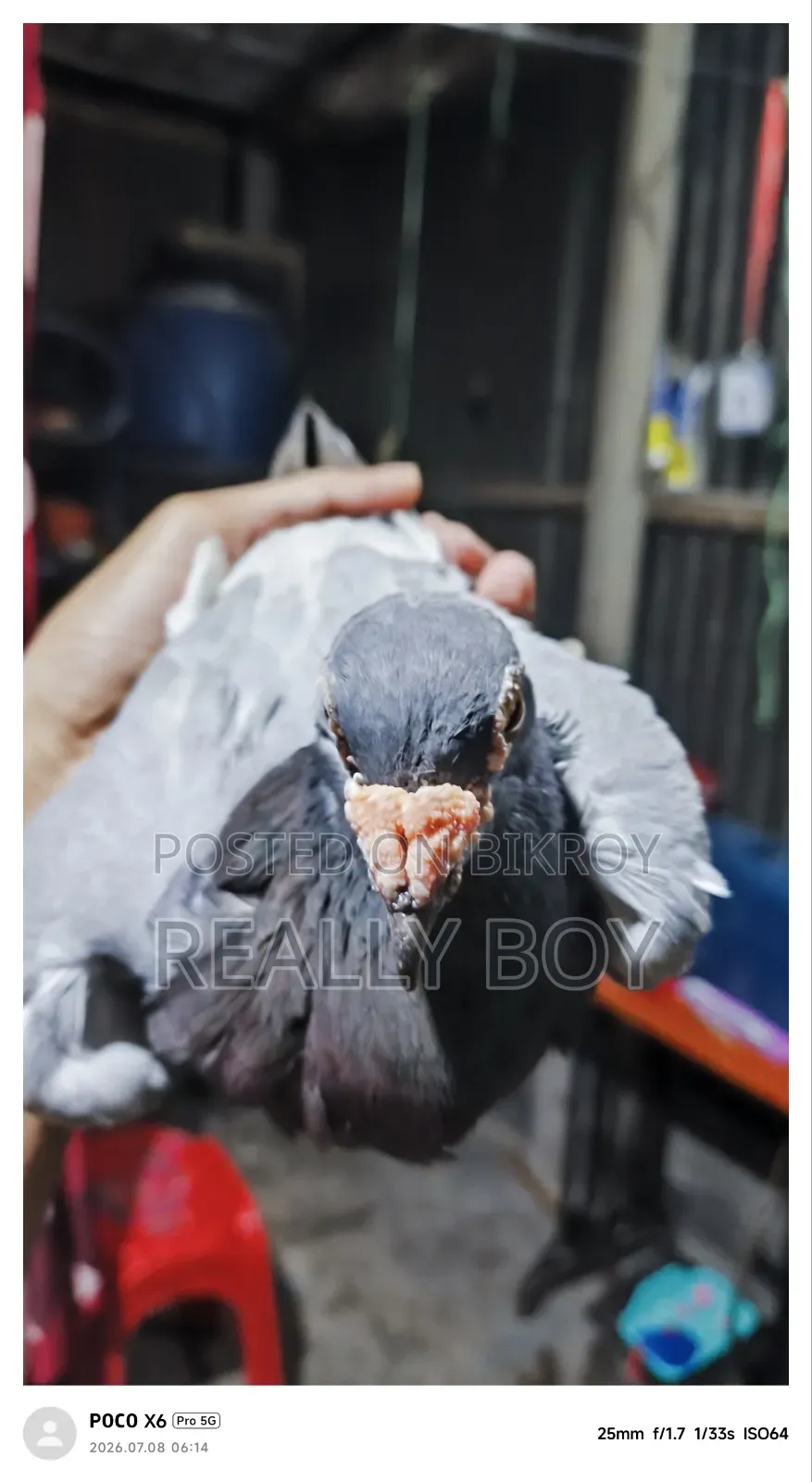 বিক্রি হবে ইংলিশ ড্রাগন কবুতর