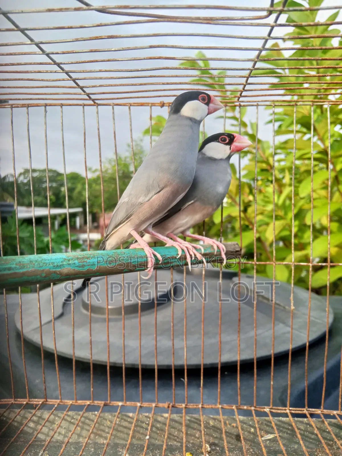 Running Black Java Finch