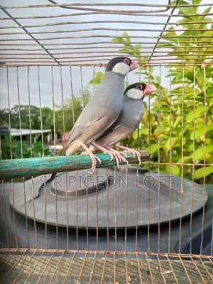 Running Black Java Finch