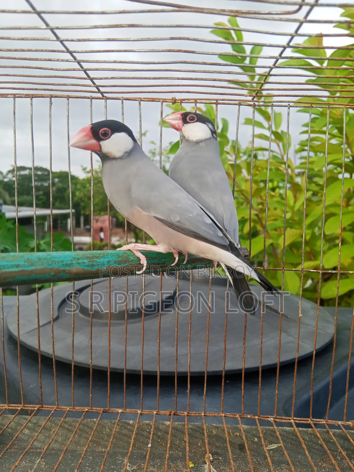 Running Black Java Finch