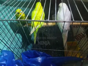 ৩ জোড়া বাজিগার (২ টি পুরুষ, ১ টি মাদী প্রাপ্তবয়স্ক)