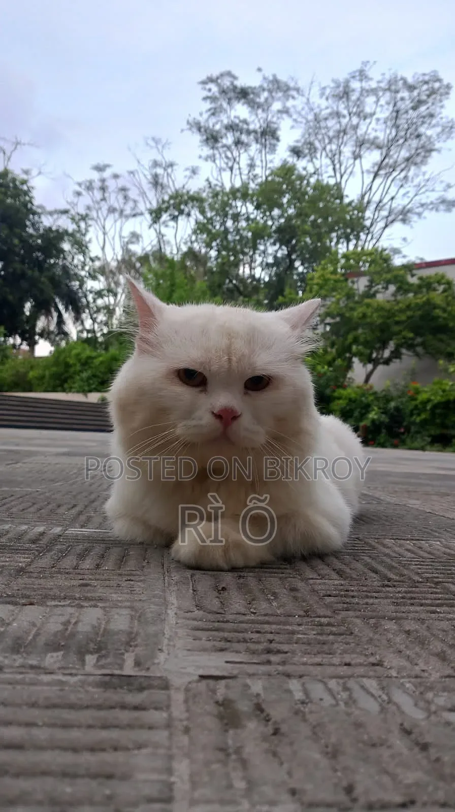 1+ Year Male Purebred Persian