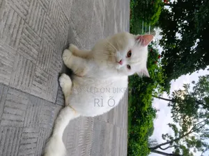 1+ Year Male Purebred Persian