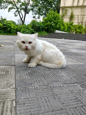 1+ Year Male Purebred Persian