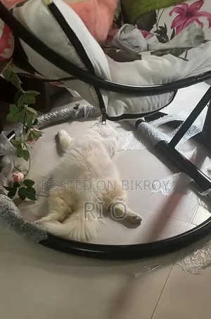 1+ Year Male Purebred Persian