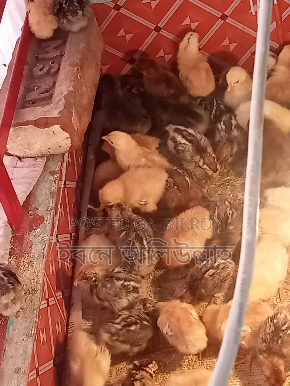 আই আর আই মুরগির বাচ্চা বিক্রয়