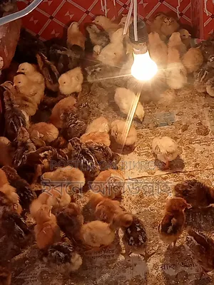 আই আর আই মুরগির বাচ্চা বিক্রয়