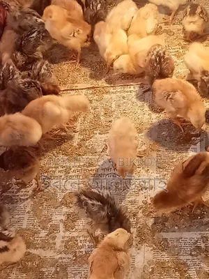 আই আর আই মুরগির বাচ্চা বিক্রয়