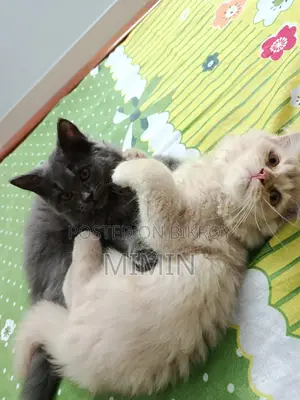 ১-৩ মাস বয়সী পুরুষ বিশুদ্ধ পার্সিয়ান বিড়াল