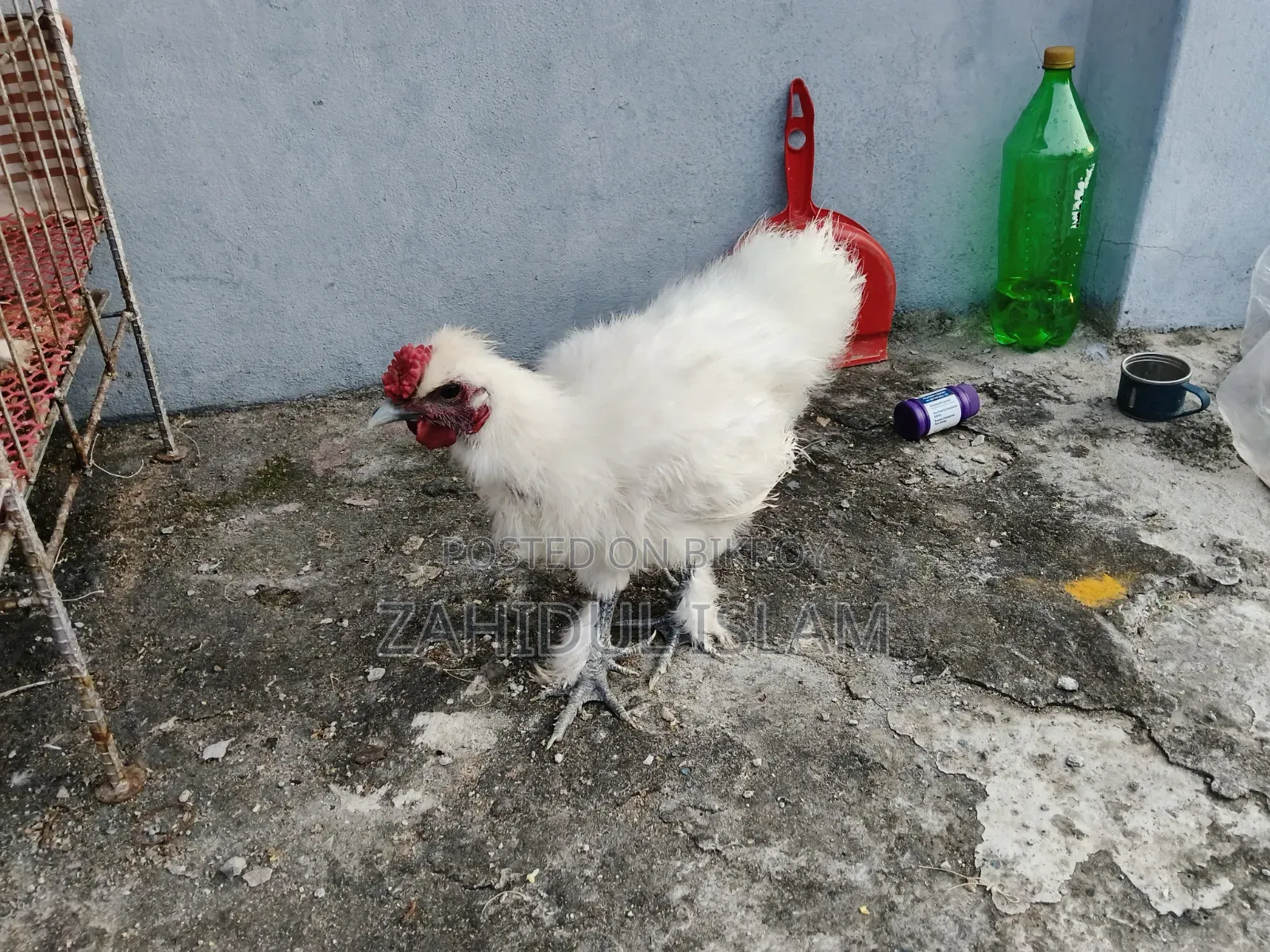 সিল্কি মোরগ
