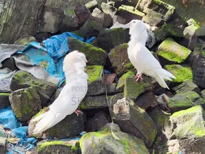 জ্যেকবিন কবুতর