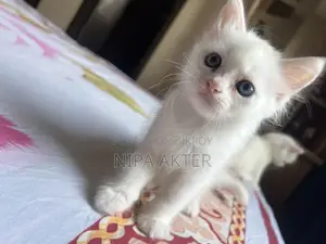 1-3 Months Male Purebred Persian