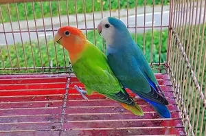 Running Pair Love Bird