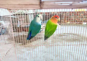 Running Pair Love Bird