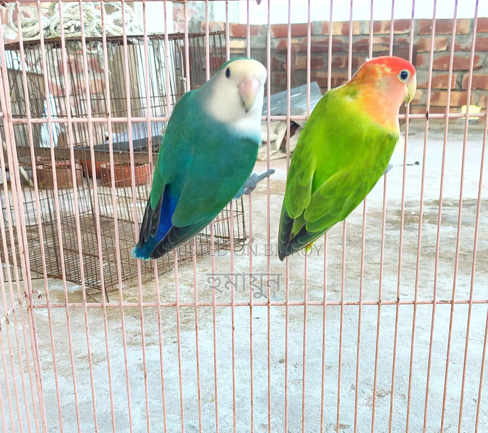 Running Pair Love Bird