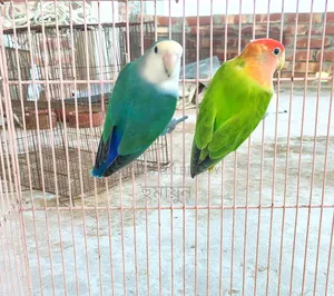 Running Pair Love Bird