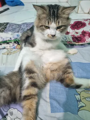 1+ Year Male Purebred Persian Cat