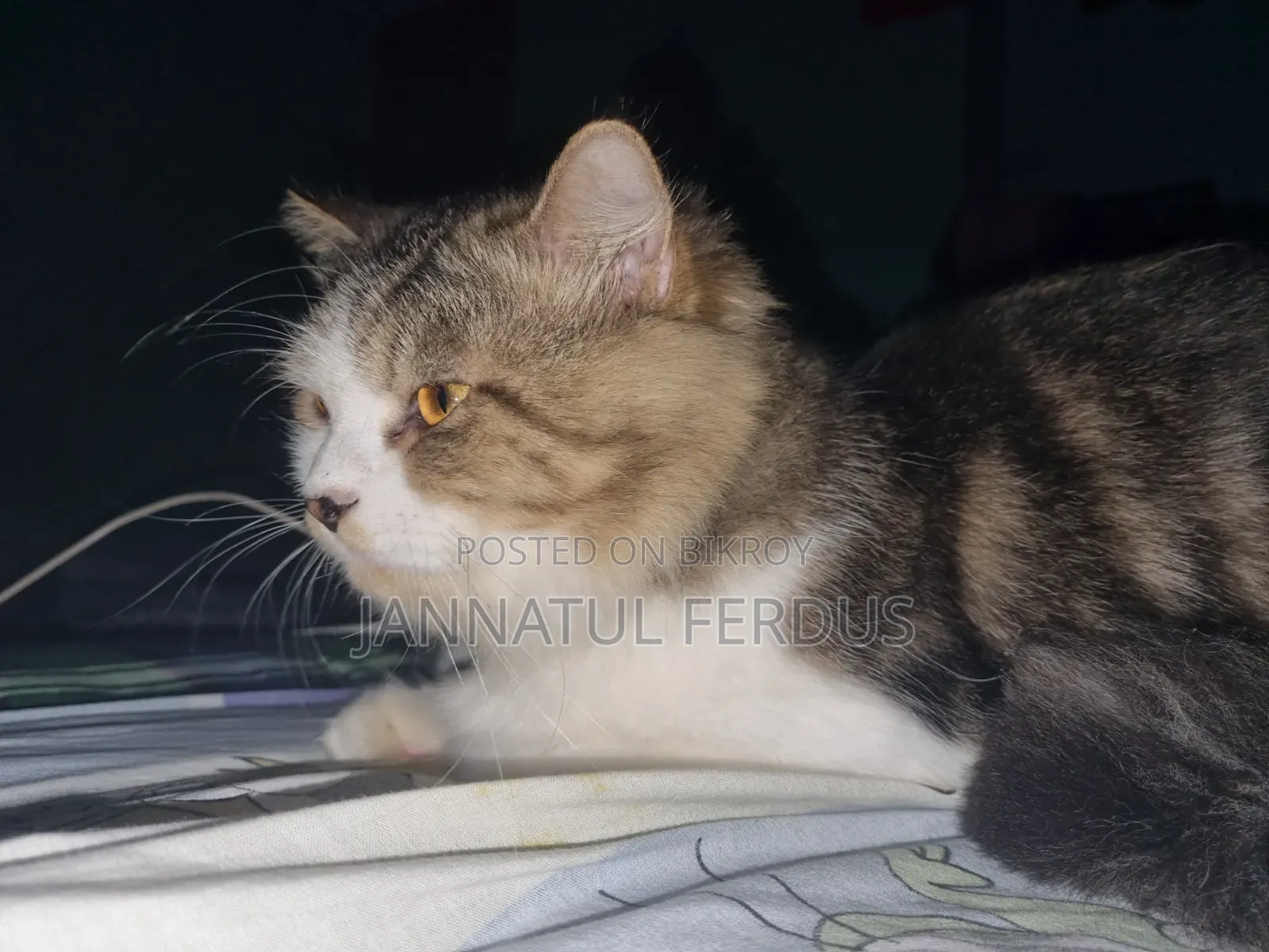 1+ Year Male Purebred Persian Cat