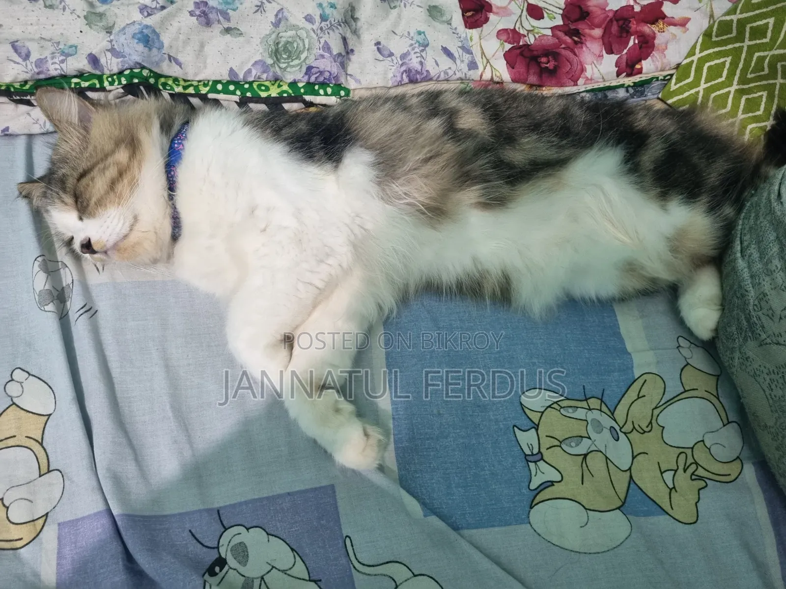 1+ Year Male Purebred Persian Cat