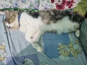 1+ Year Male Purebred Persian Cat