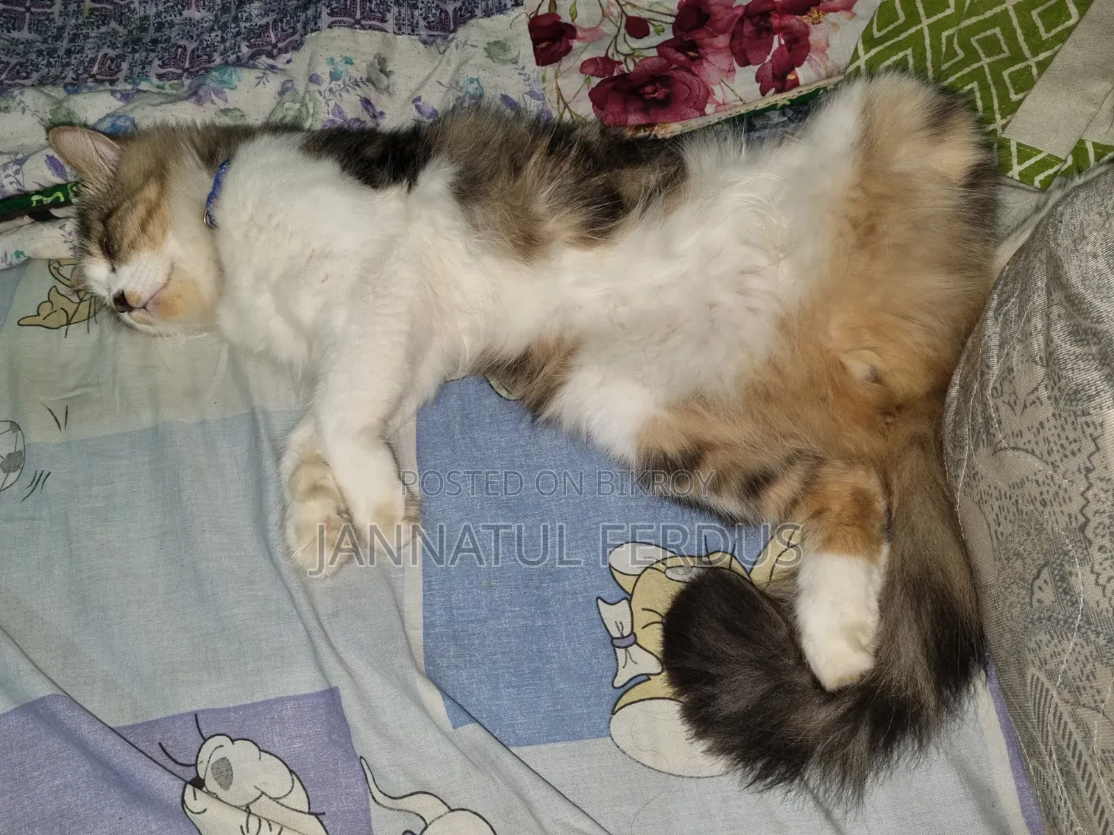 1+ Year Male Purebred Persian Cat