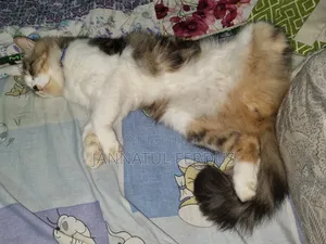 1+ Year Male Purebred Persian Cat