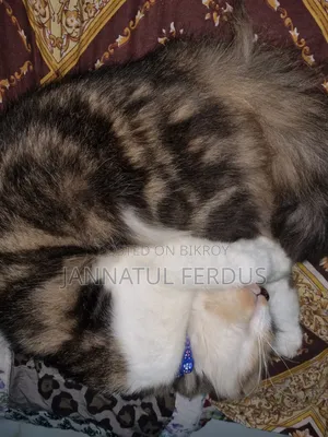 1+ Year Male Purebred Persian Cat
