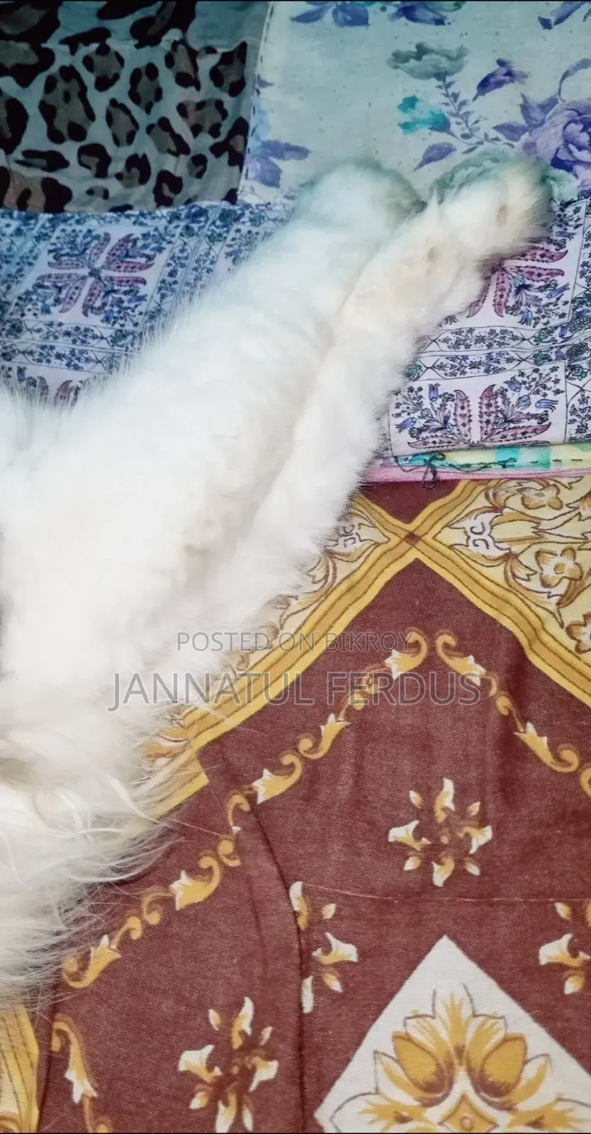 1+ Year Male Purebred Persian Cat