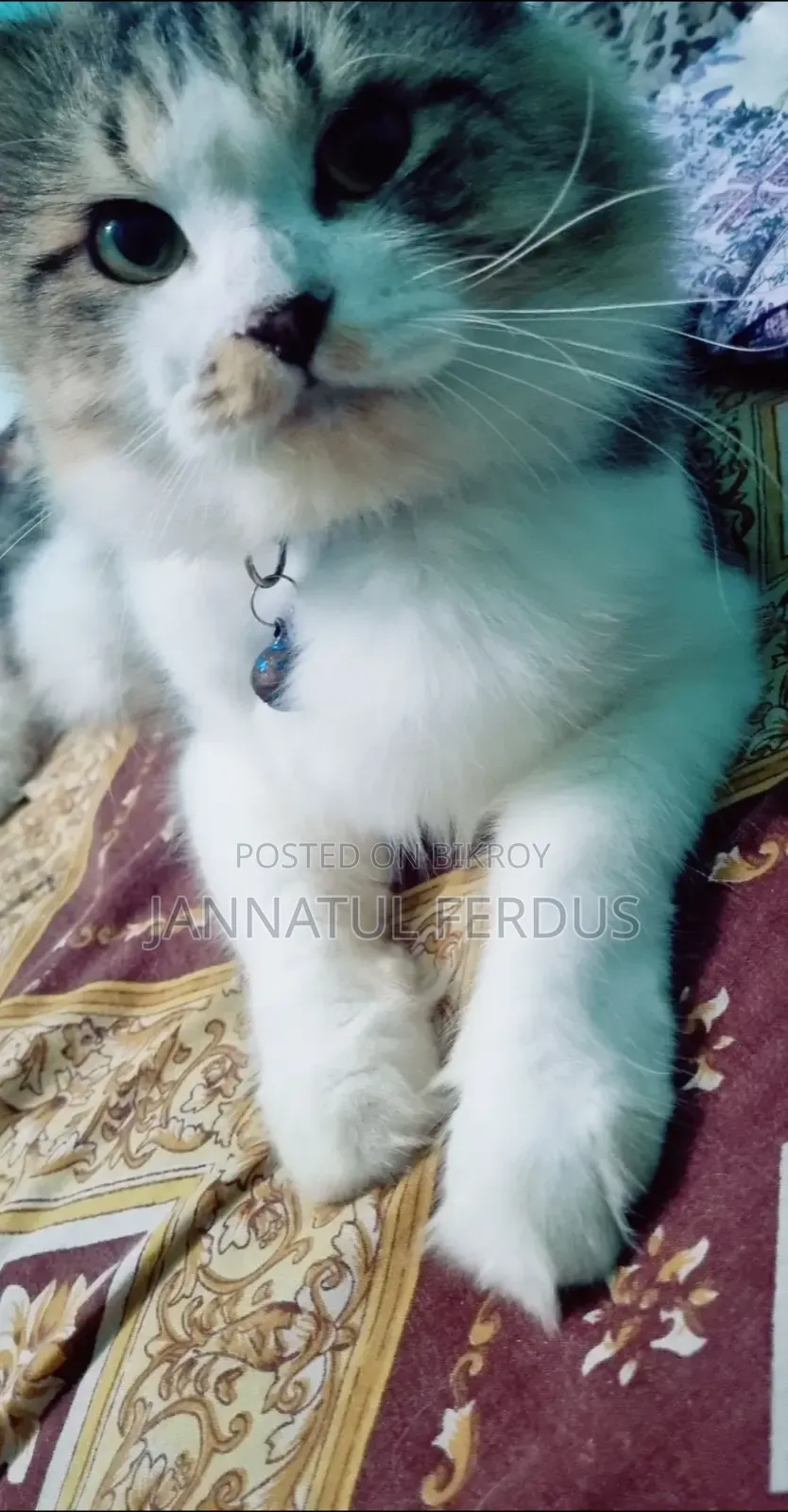 1+ Year Male Purebred Persian Cat