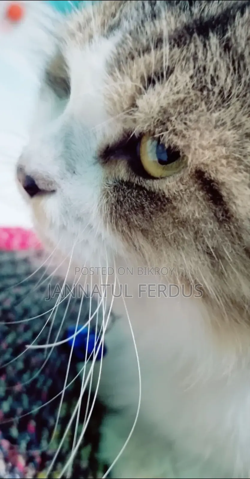 1+ Year Male Purebred Persian Cat