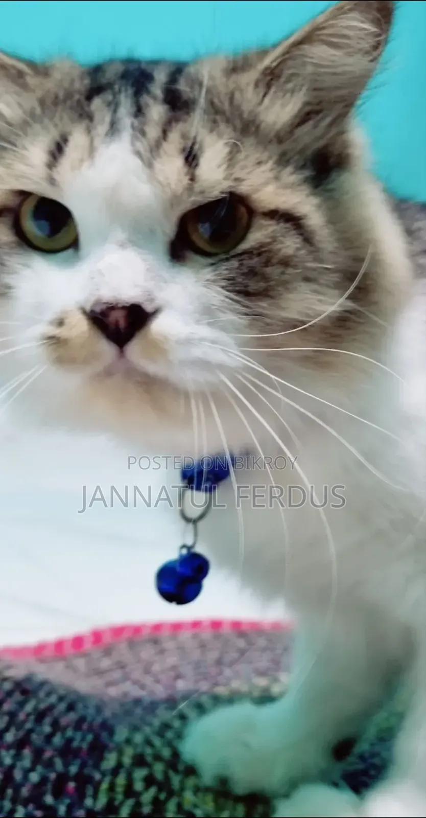 1+ Year Male Purebred Persian Cat