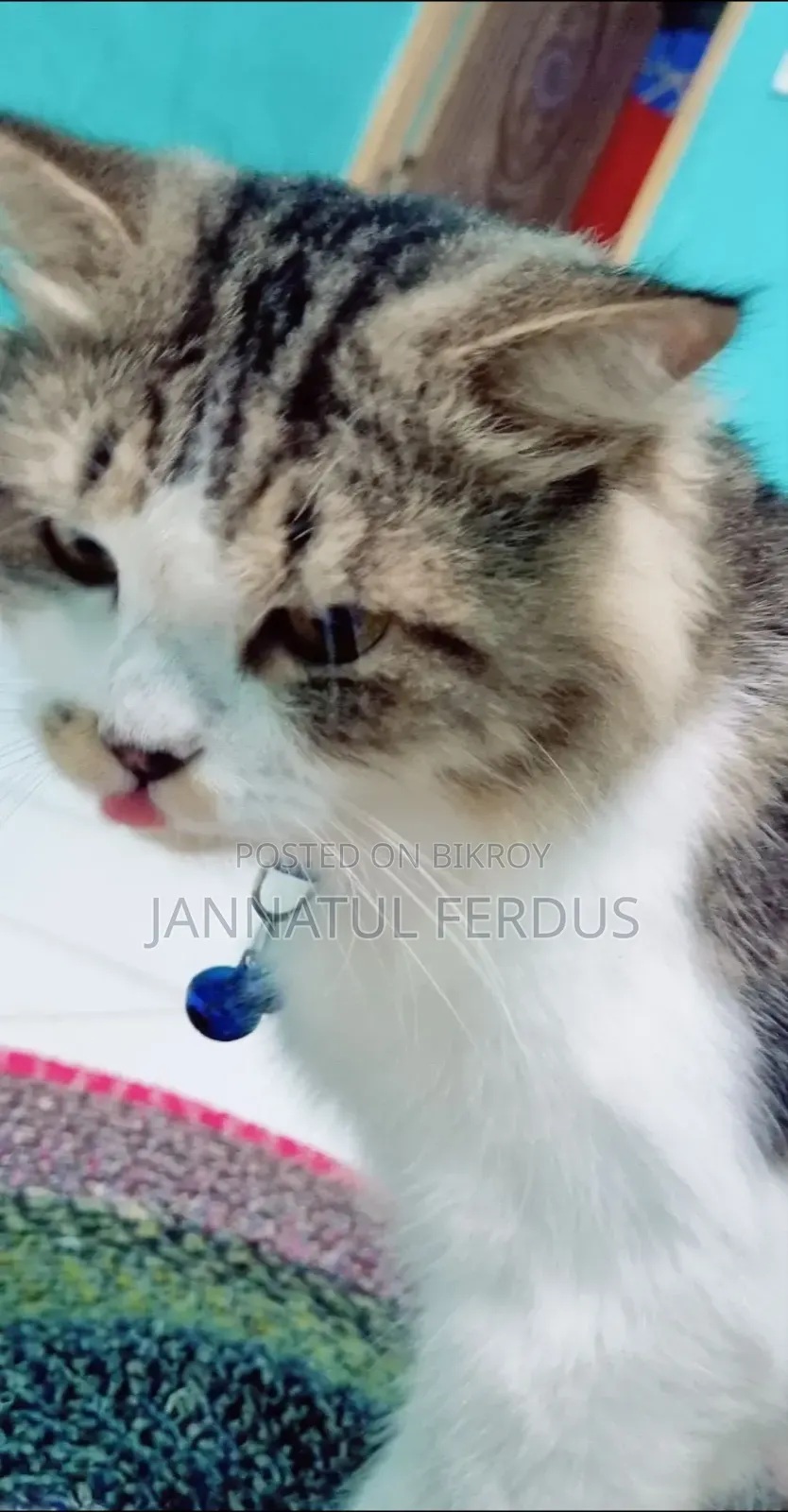 1+ Year Male Purebred Persian Cat