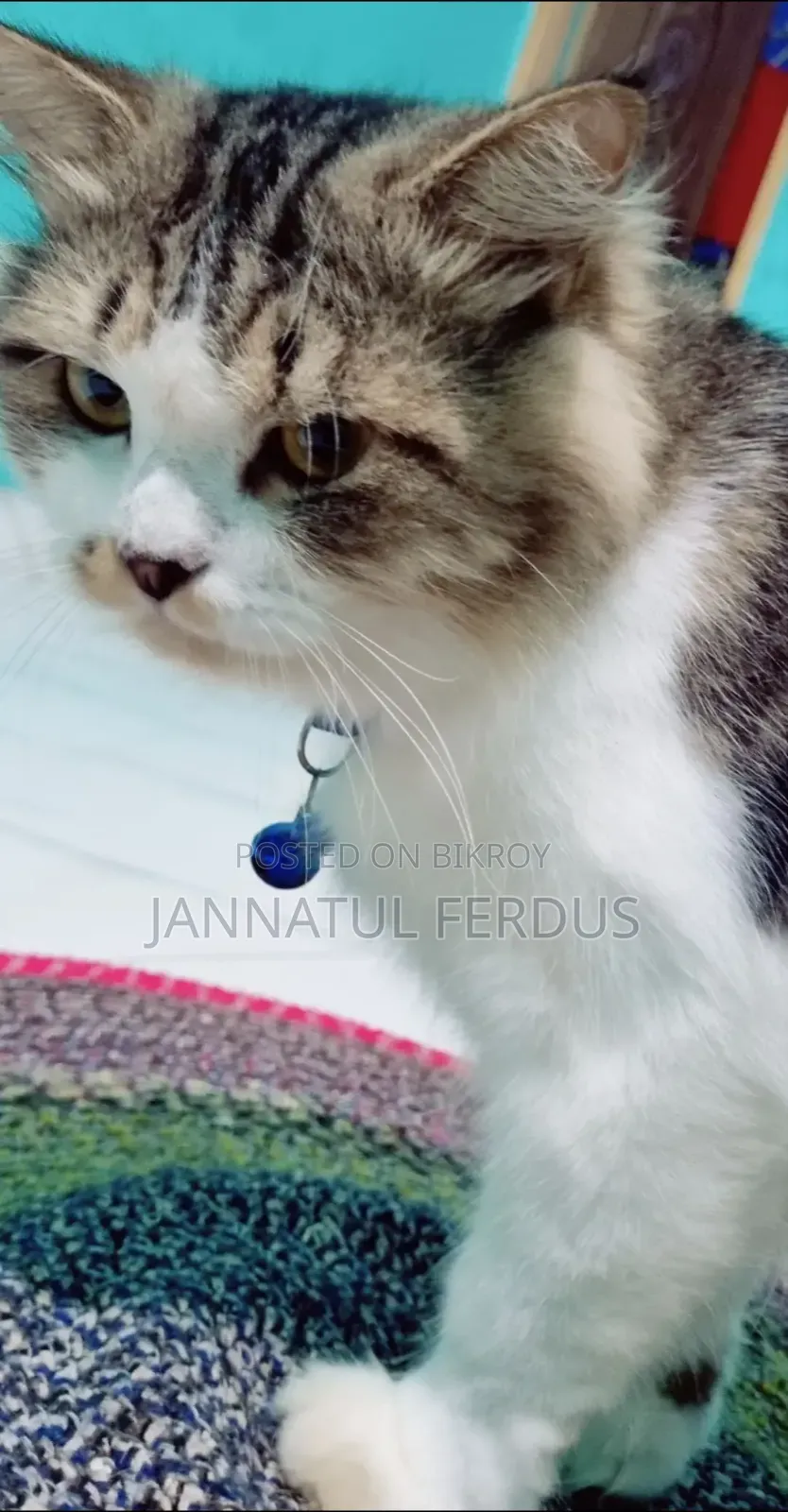 1+ Year Male Purebred Persian Cat