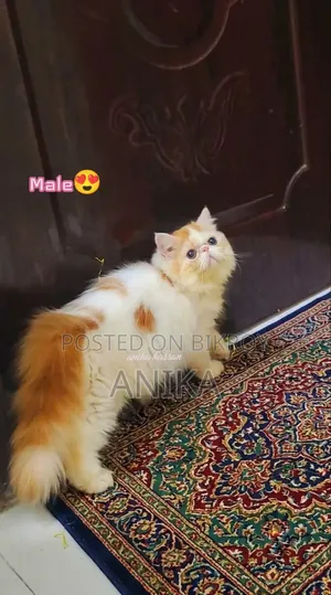 1-3 months Male Purebred Exotic