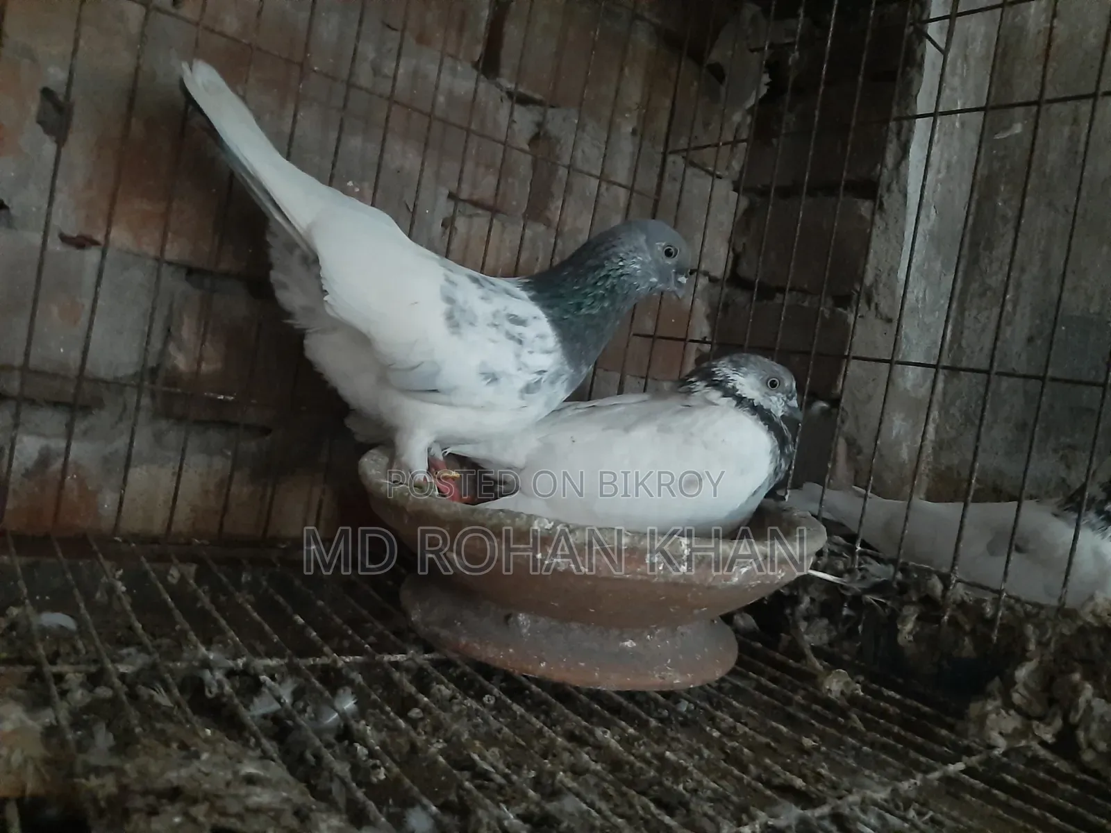 হাঙ্গেরি বুদাপেস্ট, টেডি, তুলা,35, জিড়া,বুদাপেস্ট কবুতরের জোড়া
