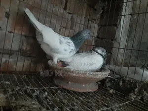 হাঙ্গেরি বুদাপেস্ট, টেডি, তুলা,35, জিড়া,বুদাপেস্ট কবুতরের জোড়া