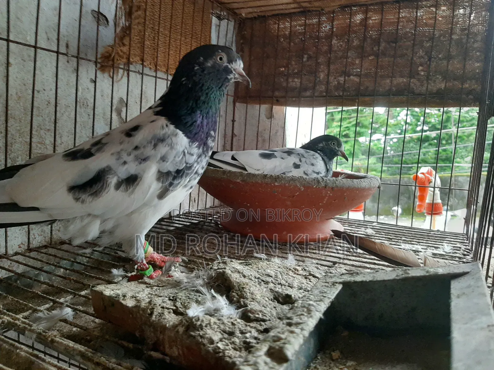 হাঙ্গেরি বুদাপেস্ট, টেডি, তুলা,35, জিড়া,বুদাপেস্ট কবুতরের জোড়া