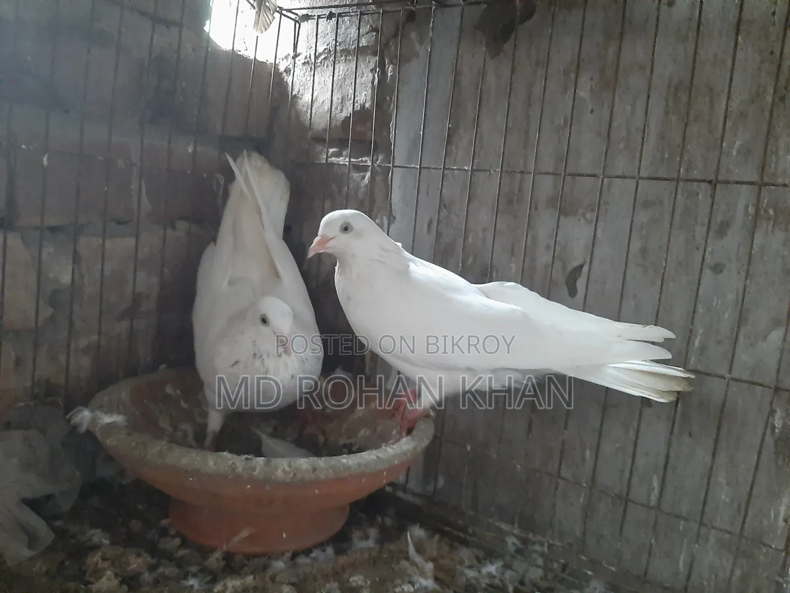 হাঙ্গেরি বুদাপেস্ট, টেডি, তুলা,35, জিড়া,বুদাপেস্ট কবুতরের জোড়া