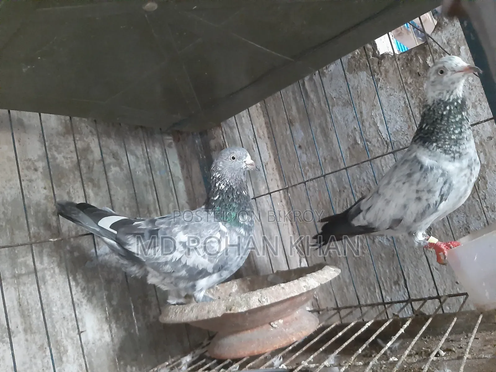 হাঙ্গেরি বুদাপেস্ট, টেডি, তুলা,35, জিড়া,বুদাপেস্ট কবুতরের জোড়া