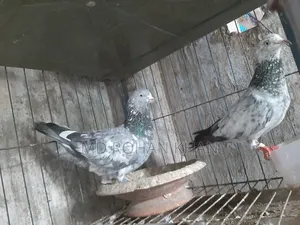 হাঙ্গেরি বুদাপেস্ট, টেডি, তুলা,35, জিড়া,বুদাপেস্ট কবুতরের জোড়া