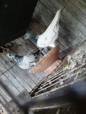 Hungary, Tula, Budapest Pigeon Pair