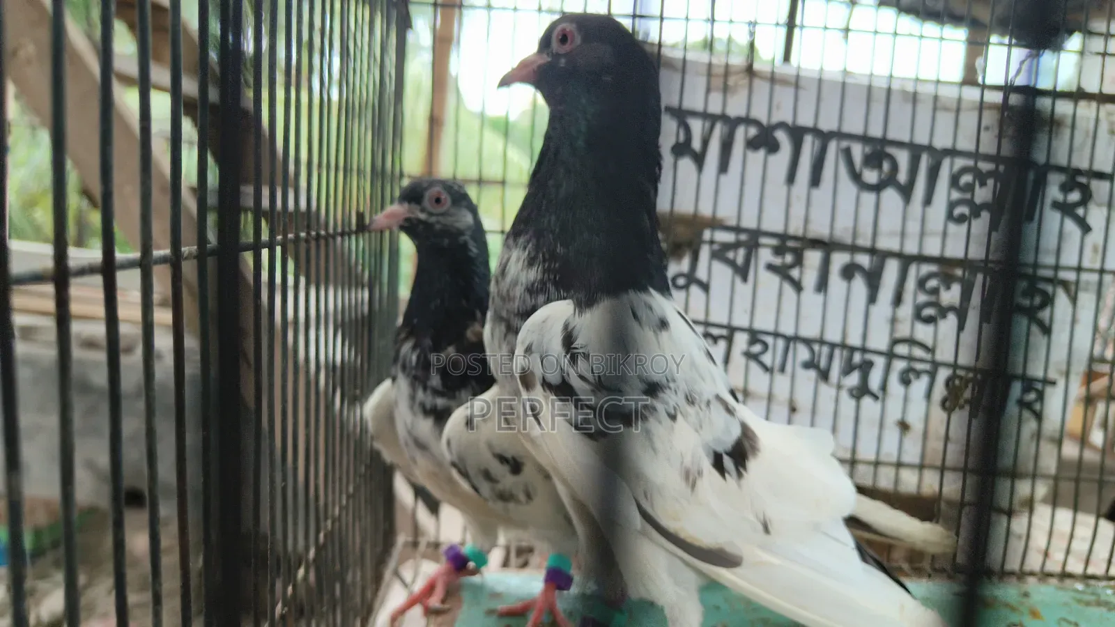 টাইগার ডাবওয়ালা, কাচুরি, পাকিস্তান রয়্যাল টেডি মাস্টার পেয়ার