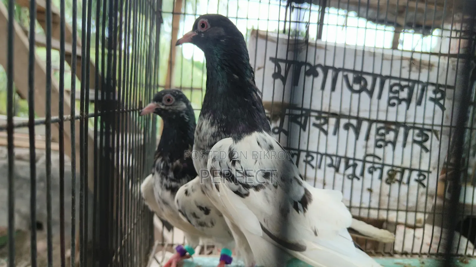 টাইগার ডাবওয়ালা, কাচুরি, পাকিস্তান রয়্যাল টেডি মাস্টার পেয়ার