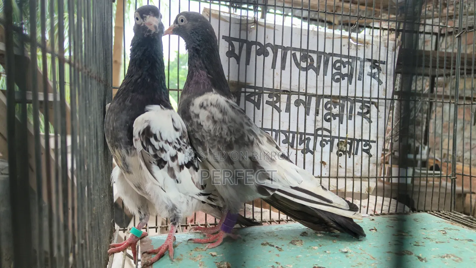 টাইগার ডাবওয়ালা, কাচুরি, পাকিস্তান রয়্যাল টেডি মাস্টার পেয়ার