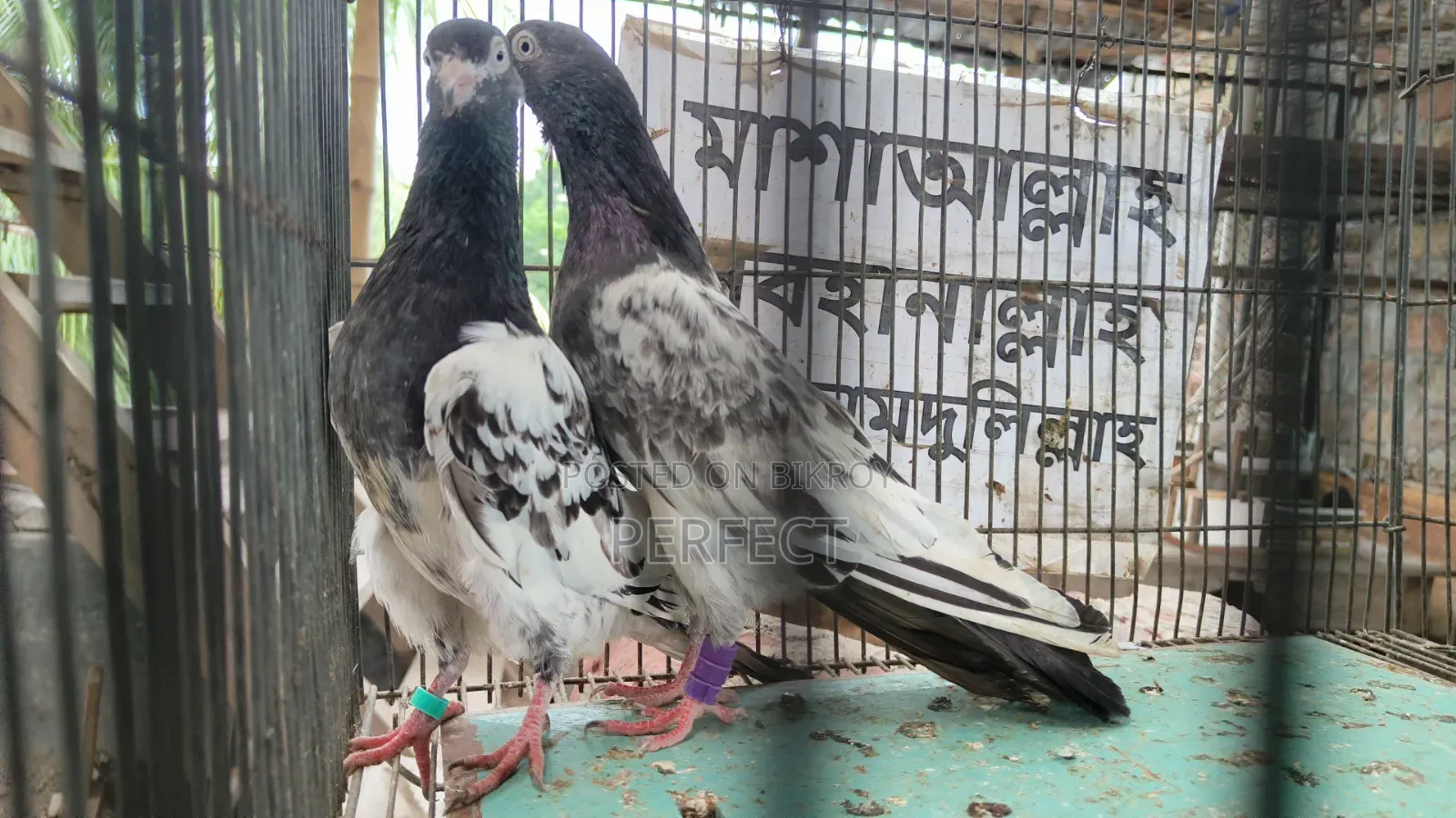 টাইগার ডাবওয়ালা, কাচুরি, পাকিস্তান রয়্যাল টেডি মাস্টার পেয়ার