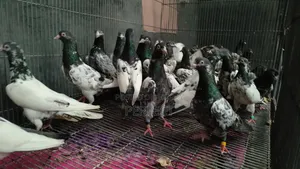 টাইগার ডাবওয়ালা, কাচুরি, পাকিস্তান রয়্যাল টেডি মাস্টার পেয়ার