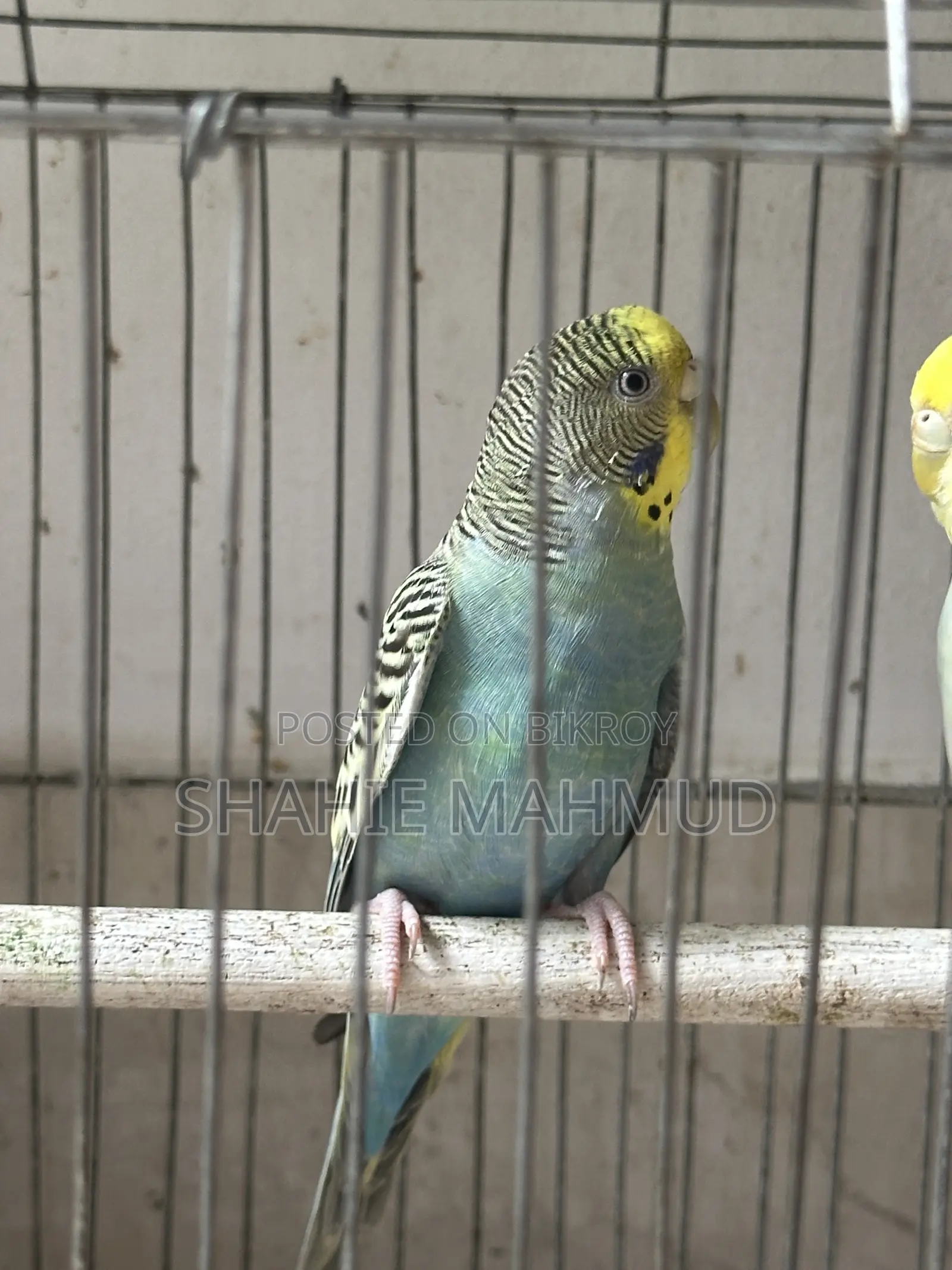 Full Adult Female